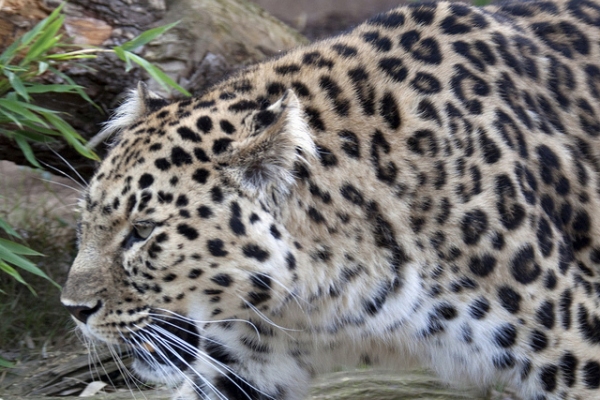 amurski leopard