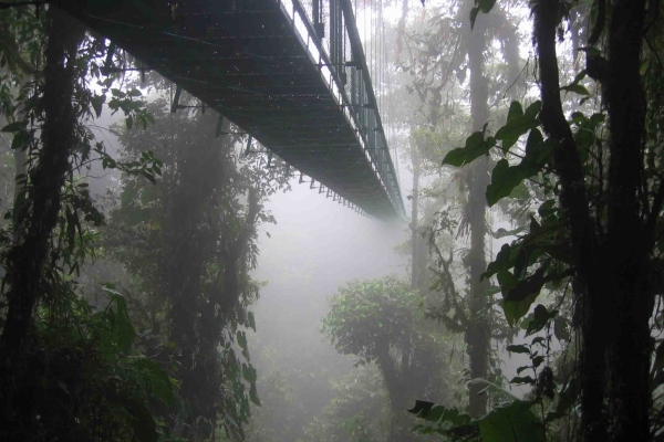 tropska kišna šuma