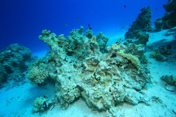 koraljni greben